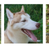 Bella, Diesel et Benko, le trio de la semaine