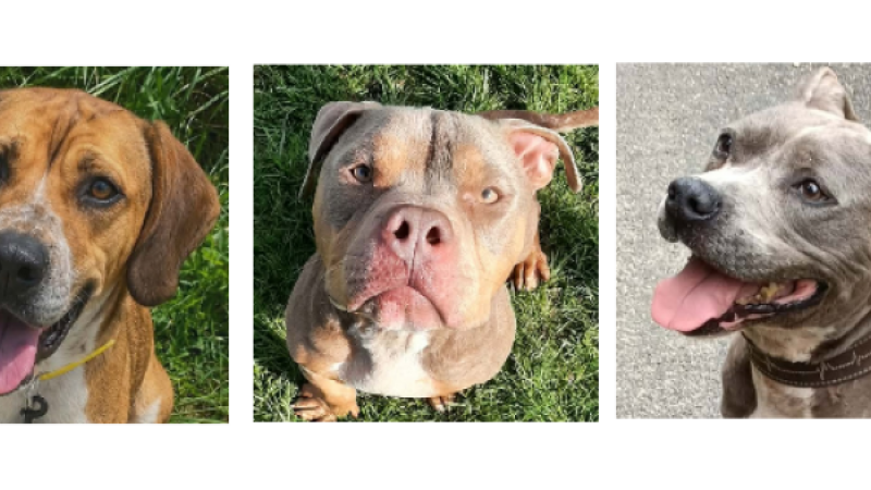 A la une cette semaine, Milo, Marley et Pablo