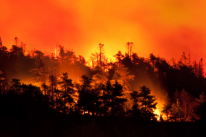 Renforcement des mesures de restriction des activités en forêt pour limiter le risque d’incendie