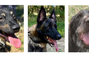 Tintin, Bandit et Scamp à la une cette semaine !