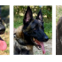 Tintin, Bandit et Scamp à la une cette semaine !