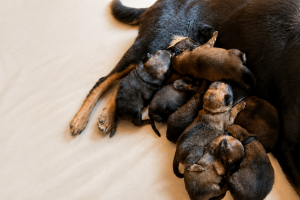 Urgent : la SPA recherche des familles d'accueil pour 8 chiots !