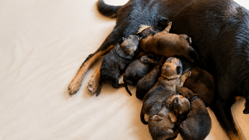 Urgent : la SPA recherche des familles d'accueil pour 8 chiots !
