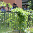 Samatan : Visite du jury de  « VILLES ET VILLAGES FLEURIS »