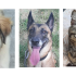 Baloo, le chiot, Sya, la malinoise et Hermes le matou à la une en ce dernier samedi de juillet !