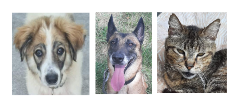 Baloo, le chiot, Sya, la malinoise et Hermes le matou à la une en ce dernier samedi de juillet !